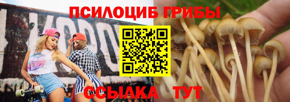Псилоцибиновые грибы Psilocybe  Вход с VPN  Будённовск  Галлюциногенные грибы мицелий 